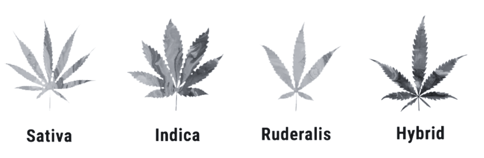 sativa indica hybrid ruderalis